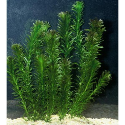 Элодея канадская (Elodea canadensis) Элодея канадская (Elodea canadensis)