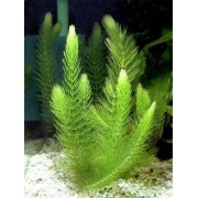 Роголистник светло-зеленый (Ceratophyllum submersum)
