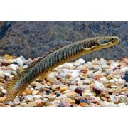 Полиптер Сенегальский