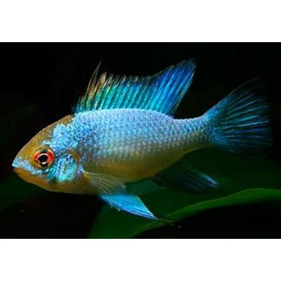 Нилпа "Бородоед" 1 л (Кондиционер против водорослей черная борода и вьетнамки) Нилпа "Бородоед" 1 л (Кондиционер против водорослей черная борода и вьетнамки)