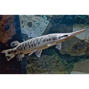 Панцирная щука (Lepisosteus oculatus)