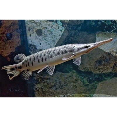 Панцирная щука (Lepisosteus oculatus) Панцирная щука (Lepisosteus oculatus)