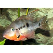 Цихлазома Меека