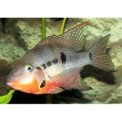 Цихлазома Меека Цихлазома Меека