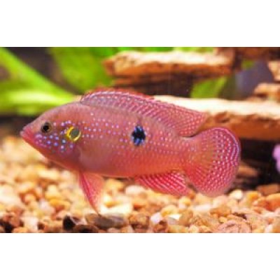 Аргус Скатофагус Аргус Скатофагус