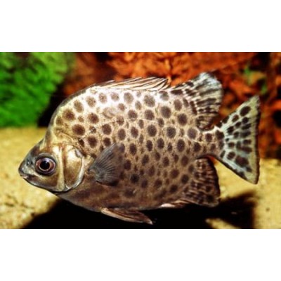 Скатофагус аргус (Scatophagus argus) Скатофагус аргус (Scatophagus argus)