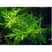 Гигрофила изменчивая (Hygrophila difformis)