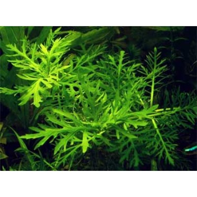 Гигрофила изменчивая (Hygrophila difformis) Гигрофила изменчивая (Hygrophila difformis)
