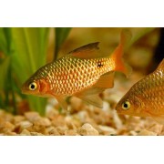 Барбус Огненный