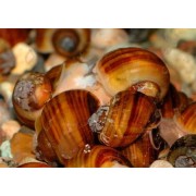 Ампулярия (Ampularia sp.) Размер S