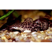 Таракатум M (аквариумная рыба)