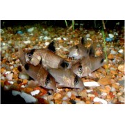 Коридорас Панда (Corydoras panda) 