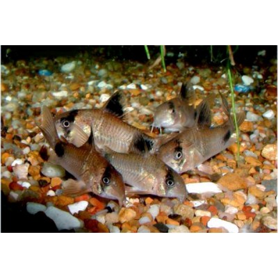 Коридорас Панда (Corydoras panda) Коридорас Панда (Corydoras panda)