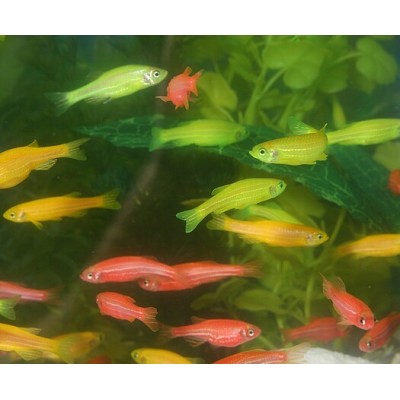 Данио Glofish (аквариумная рыба) Данио Glofish (аквариумная рыба)