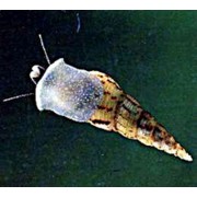 Шип Дьявола (улитка)