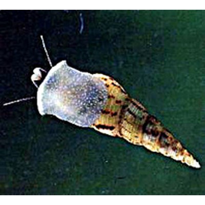 Шип Дьявола (улитка) Шип Дьявола (улитка)