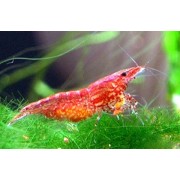 Креветка вишневая