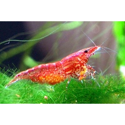 Креветка вишневая Креветка вишневая