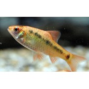 Барбус Шуберта (Barbus semifasciolatus schuberti) Размер S