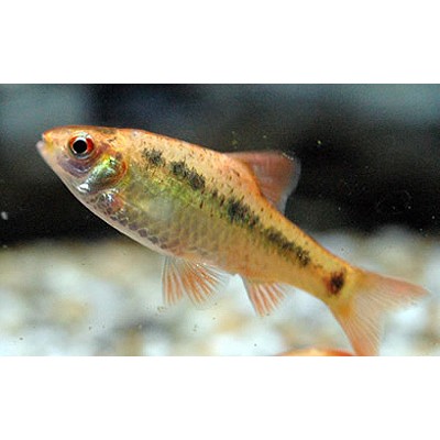 Барбус Шуберта (Barbus semifasciolatus schuberti) Размер S Барбус Шуберта (Barbus semifasciolatus schuberti) Размер S