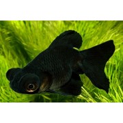 Телескоп "Бабочка" черный (Carassius auratus var.) Размер M