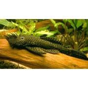 Анциструс S (аквариумная рыба)