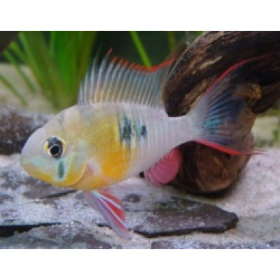 Боливийская Бабочка Боливийская Бабочка