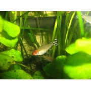 Родостомус (аквариумная рыба)