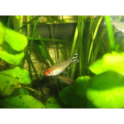 Родостомус (аквариумная рыба) Родостомус (аквариумная рыба)