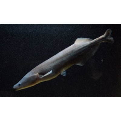 Нильский дракон (Gymnarchus niloticus Cuvie) Нильский дракон (Gymnarchus niloticus Cuvie)