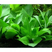 Гигрофила коримбоза (hygrophila corymbosa)