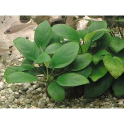 Лагуна "Грунт светло-коричневый" 2-4 мм, 2 кг Лагуна "Грунт светло-коричневый" 2-4 мм, 2 кг