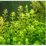 Микротениум