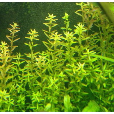 Микротениум Микротениум