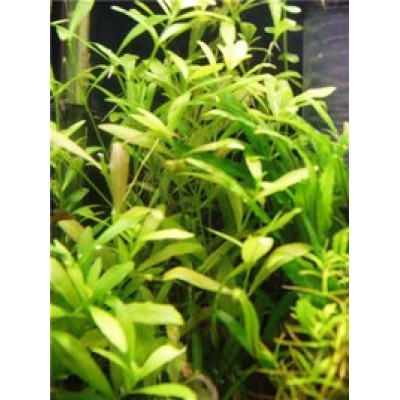 Гигрофила полисперма (Higrophila polisperma) Гигрофила полисперма (Higrophila polisperma)