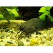 Мешкожаберный Сом (аквариумная рыба)