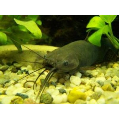 Мешкожаберный Сом (аквариумная рыба) Мешкожаберный Сом (аквариумная рыба)