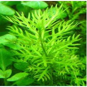 Хемиантус (растение)