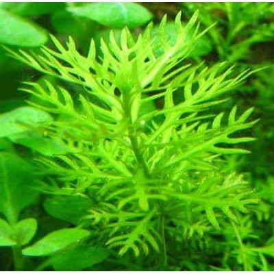 Хемиантус (растение) Хемиантус (растение)