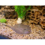 Скат моторo (Potamotrygon motoro)