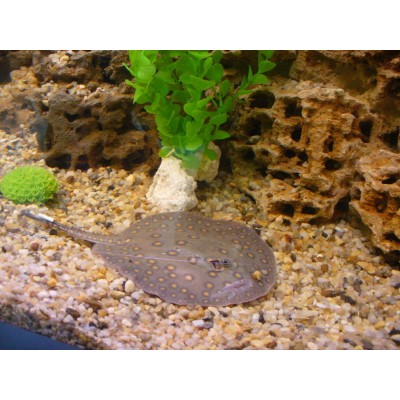 Скат моторo (Potamotrygon motoro) Скат моторo (Potamotrygon motoro)