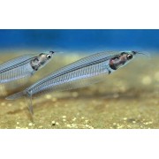 Стеклянный Сом (аквариумная рыба)