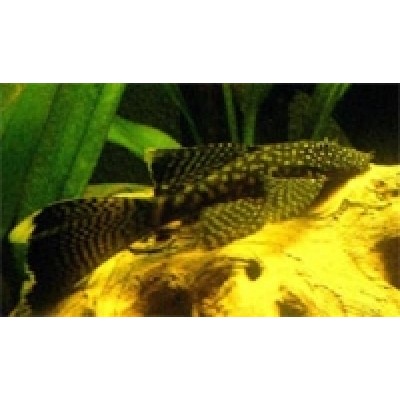 Лагуна "Грунт бежевый" 3-5 мм, 2 кг Лагуна "Грунт бежевый" 3-5 мм, 2 кг