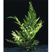 Папоротник Больбитис (Bolbitis heudelotii) M