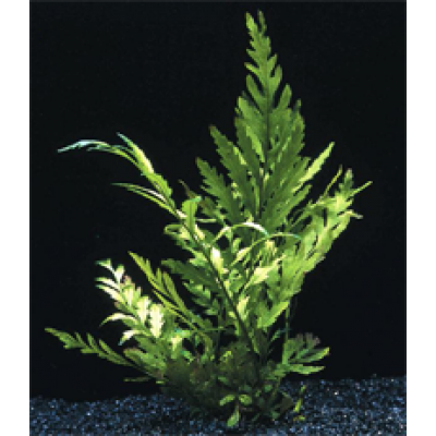 Папоротник Больбитис (Bolbitis heudelotii) M Папоротник Больбитис (Bolbitis heudelotii) M