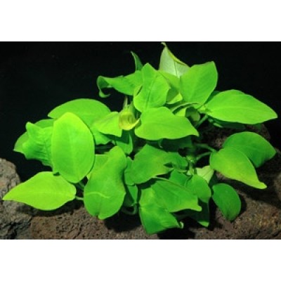 Анубиас Бартера (Anubias barteri var. barteri) L Анубиас Бартера (Anubias barteri var. barteri) L