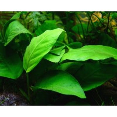 Анубиас карликовый (Anubias barteri var.nana) Размер S Анубиас карликовый (Anubias barteri var.nana) Размер S