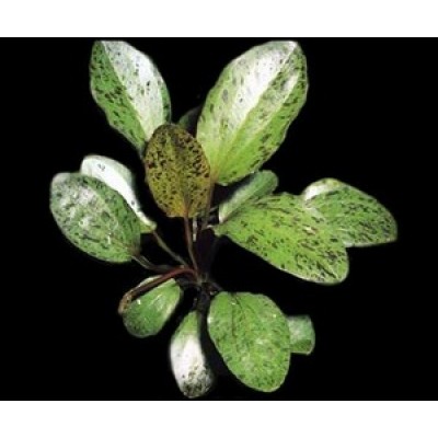 Эхинодорус Оцелот (Echinodorus Ocelot) Эхинодорус Оцелот (Echinodorus Ocelot)