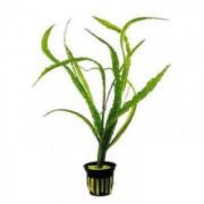 Криптокорина (Cryptocoryne) Криптокорина (Cryptocoryne)