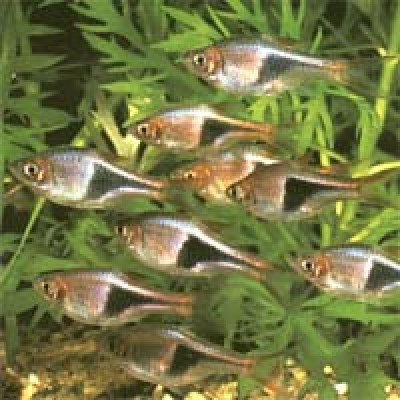 Расбора Клинопятнистая Расбора Клинопятнистая